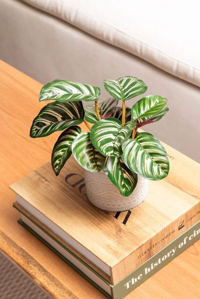 whatsapp image 2025 09 30 at 09.50.28 (3)